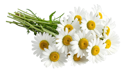 Bouquet of daisies with bright yellow centers and white petals. Green stems present