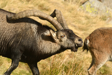 cabras en la sierra de gredos en otoño
