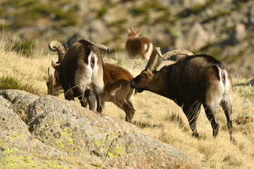 cabras en la sierra de gredos en otoño