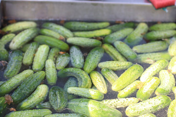 Fresh green cucumbers floating in water after harvest, ready for cleaning and preparation. Concept of farm-to-table, organic produce, and sustainable agriculture.