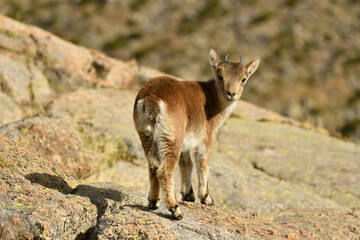 cabras en la sierra de gredos en otoño