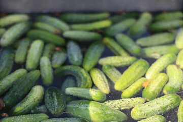 Fresh green cucumbers floating in water after harvest, ready for cleaning and preparation. Concept of farm-to-table, organic produce, and sustainable agriculture.