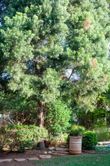 japanese garden with trees