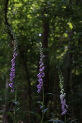 purple flowers in the garden