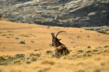 cabras monteses en la sierra de gredos