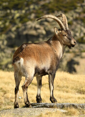 cabras monteses en la sierra de gredos