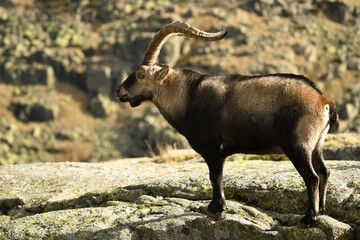 cabras monteses en la sierra de gredos