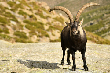 cabras monteses en la sierra de gredos