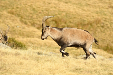 cabras monteses en la sierra de gredos