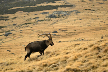 cabras monteses en la sierra de gredos