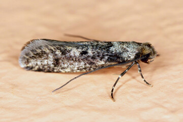 The brown-dotted clothes moth (Niditinea fuscella) is a species of tineoid moth. It belongs to the fungus moth family (Tineidae). A moth on the wall in the flat.