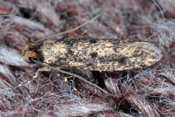 The brown-dotted clothes moth (Niditinea fuscella) is a species of tineoid moth. It belongs to the fungus moth family (Tineidae). A moth on the carpet in the flat.