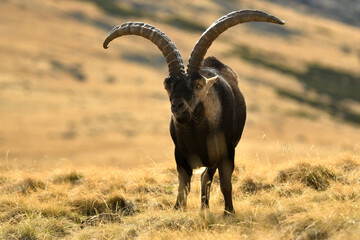 cabras monteses en la sierra de gredos
