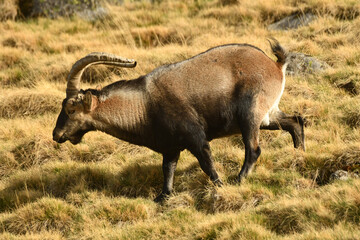 cabras monteses en la sierra de gredos