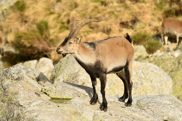 cabras monteses en la sierra de gredos