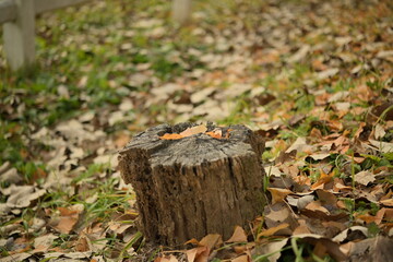 Tree Stump on Leaf-Covered Ground