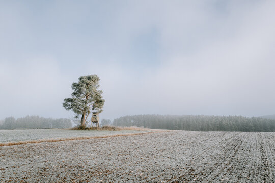 Einzelner Baum auf einem Feld an einem Kalten Wintermorgen mit Reif und Schnee im Sonnenschein
