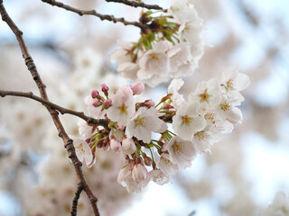 Obraz premium 植物 春 花 夕方