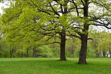 Lush Green Trees in a Spring Meadow wallpaper