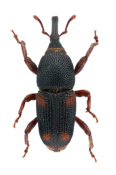 Maize weevil, Sitophilus zeamais, one of the most serious pests affecting stored cereal grains worldwide. Adult specimen isolated on a white background.