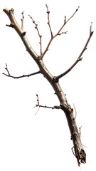 Bare twig on black. Branching, weathered and dry