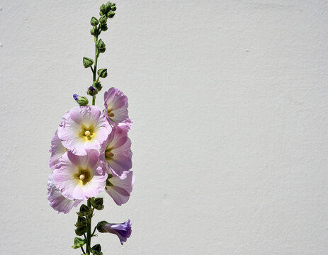 Delicate Pink Hollyhock Flowers Against White Background, Floral Photography, Botanical Beauty. - Powered by Adobe