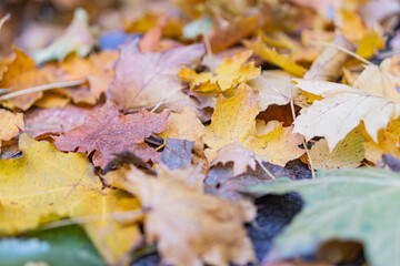 Close-up image of a collection of yellow autumn leaves on a paved surface, natural lighting, outdoor setting Leaves vary in size and shape, typical deciduous foliage maple, oak Emphasis on textur