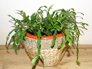 Christmas cactus plant in the pot. Schlumbergera plant