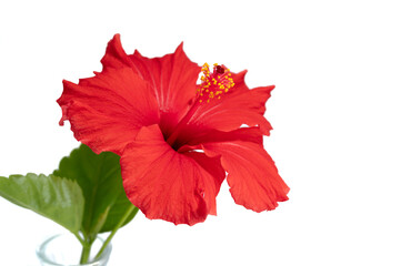 a red hibiscus full-blooming with all its petals visible and a couple of leaves taken indoors in a studio with a white background