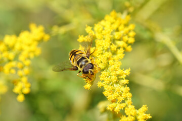 Batman hoverfly (Myathropa florea) on yellow flowers of Canadian goldenrod (Solidago Canadensis). Family Syrphidae. Netherlands August	