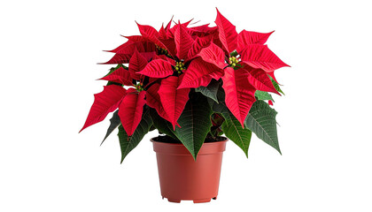 A vibrant poinsettia in a terracotta pot with large red bracts and green leaves