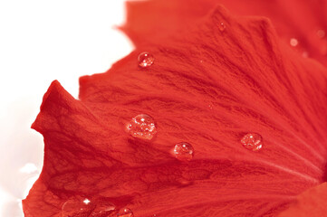 Macro shot of spherical water droplets on the red hibiscus petals floating on the water, taken indoors in a studio with a white background