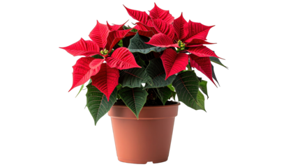 A vibrant poinsettia in a terra cotta pot, its red bracts blooming