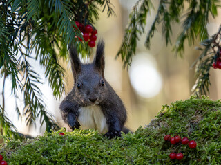 Eichh&ouml;rnchen Weihnachtszeit