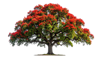 A vibrant tree with red flowers and green leaves, set against a black background