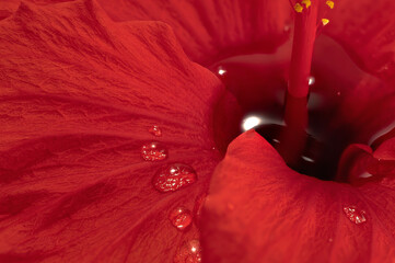 Macro shot of spherical water droplets on the red hibiscus petals floating on the water, taken indoors in a studio with a white background