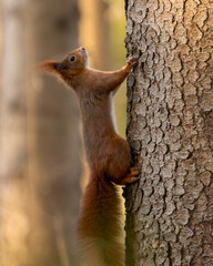 Eichh&ouml;rnchen Weihnachtszeit
