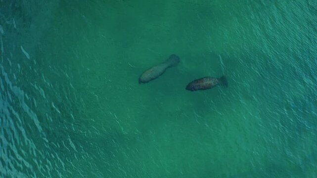 Two manatees glide through the clear shallow waters of Lemon Bay, their shapes visible beneath the surface as they swim together near the coastline of Manasota Key on Florida&rsquo;s Gulf Coast.