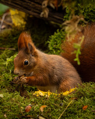 Eich&ouml;rnchen im Wald