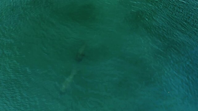Gentle manatees glide through the shallow green waters of Lemon Bay, their shapes visible beneath the surface as they move near the coastline of Manasota Key on Florida&rsquo;s Gulf Coast.