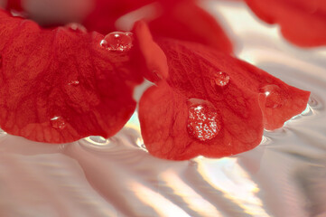 Macro shot of spherical water droplets on the red hibiscus petals floating on the water in a glass container, taken indoors in a studio with a white background.
