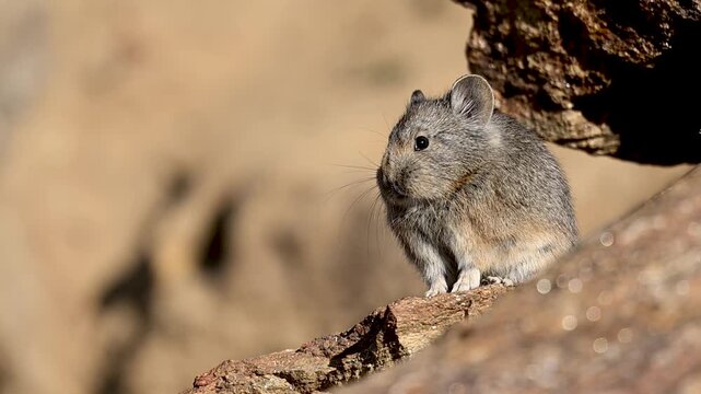Small mammal enjoying warm sun, showcasing detailed fur texture.