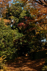 Naklejka premium Looking up at red maple leaves against a clear blue sky in autumn, capturing the beauty of Japanese fall foliage with colorful leaves and natural light filtering through the branches