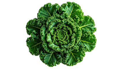 Isolated top-down shot of a vibrant green leafy plant with a complex spiral