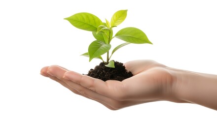 Hand holding a small green plant sprout with soil on white background