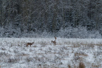 deer in the snow