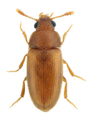 Typhaea stercorea is a cosmopolitan species of beetle of the family Mycetophagidae, known by the common name hairy fungus beetle. Adult specimen isolated on a white background.