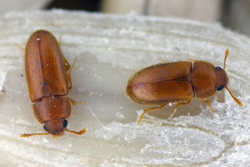 Typhaea stercorea is a cosmopolitan species of beetle of the family Mycetophagidae, known by the common name hairy fungus beetle. Two insects on a sunflower seed.