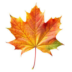 Fototapeta premium Vibrant autumn maple leaf with orange and yellow fall color isolated on transparent background