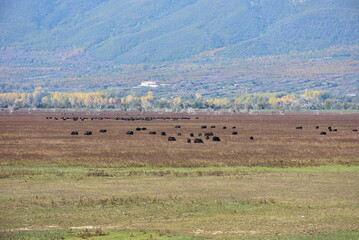 grazing of wild water buffalos in wetland of lake Kerkini,Greece
